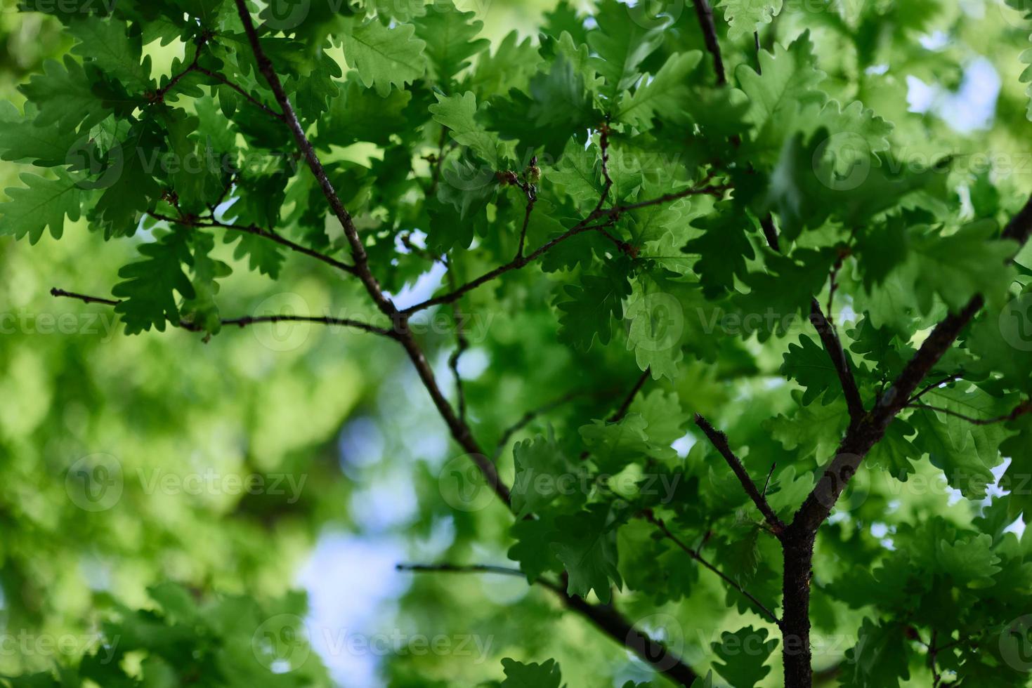 eik bladeren detailopname, groen voorjaar boom kroon zonlicht foto