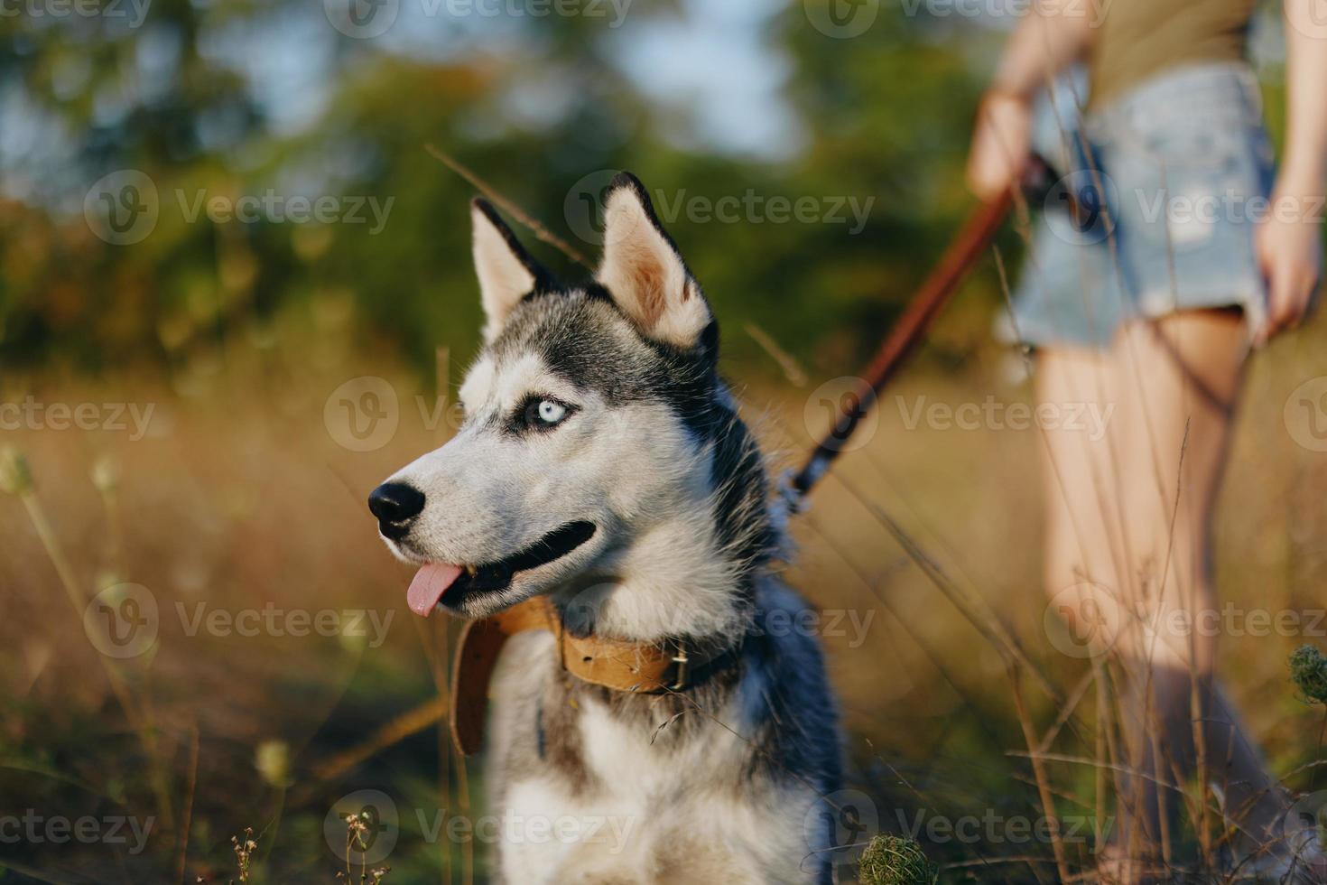 portret van een schor hond in natuur in de herfst gras met zijn tong plakken uit van vermoeidheid in de zonsondergang geluk hond foto