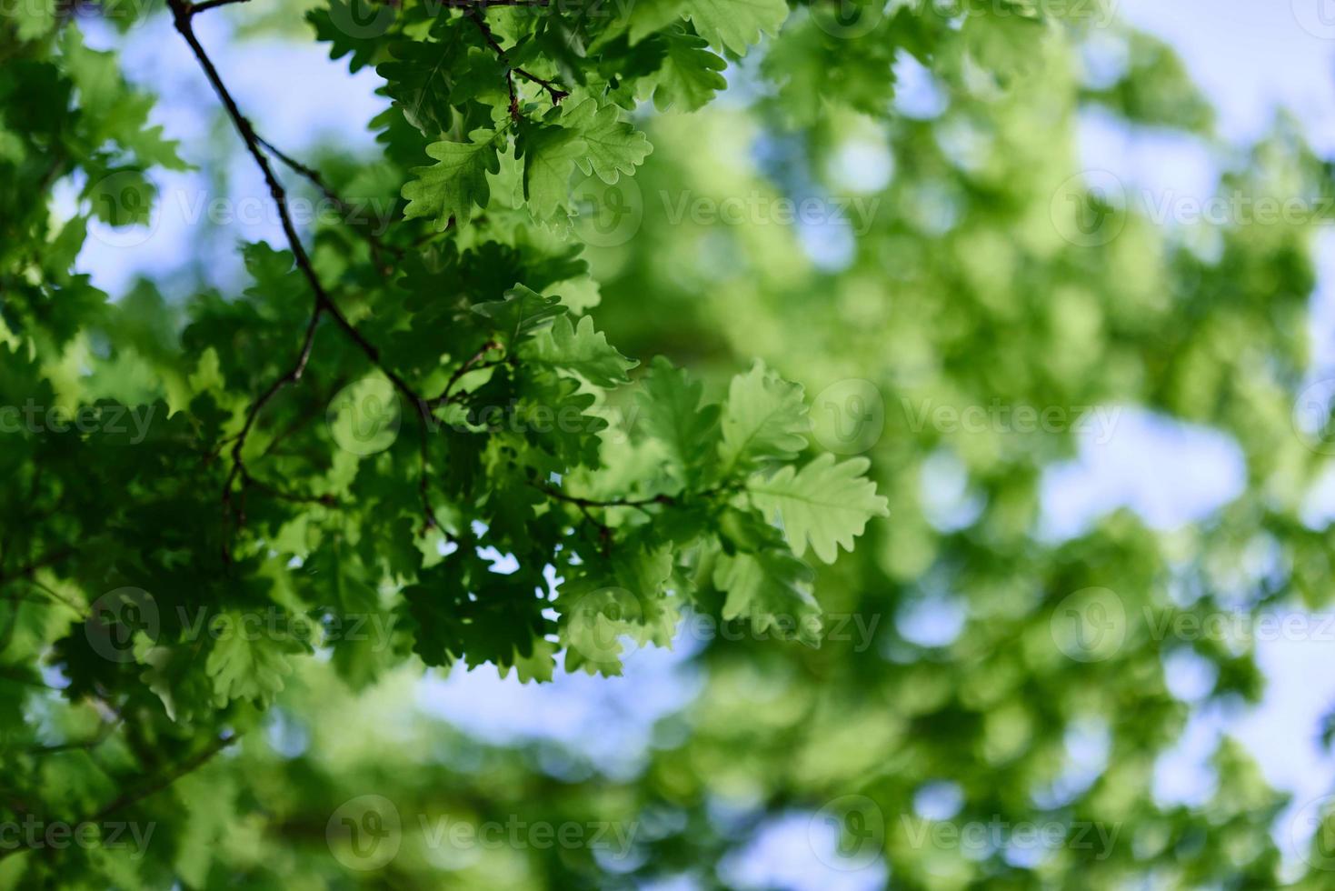 vers groen bladeren van de eik boom tegen een zonnig wolkenloos lucht foto