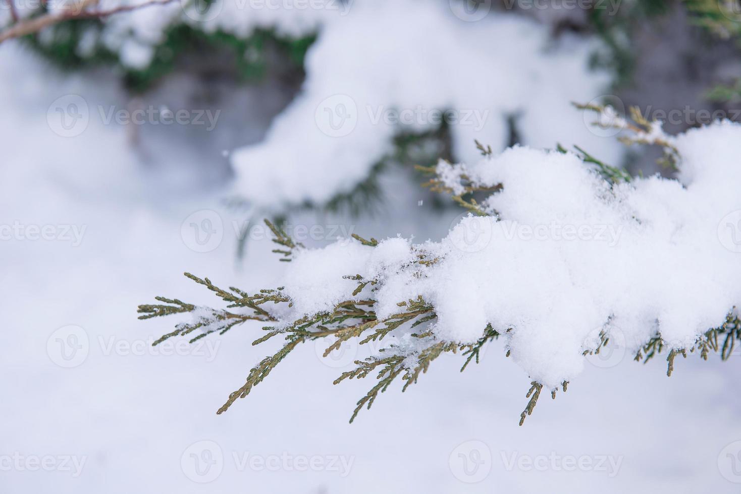 pijnboom boom gedekt witr sneeuw foto