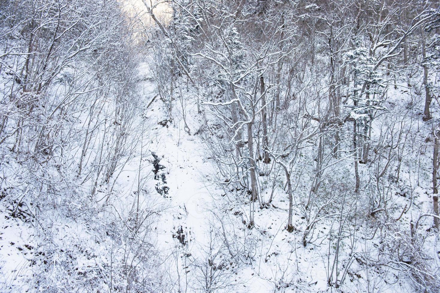 poeder sneeuw berg in sapporo, hokkaido Japan foto