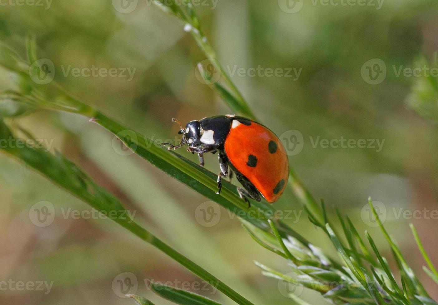 dichtbij omhoog van lieveheersbeestje zittend Aan blad foto