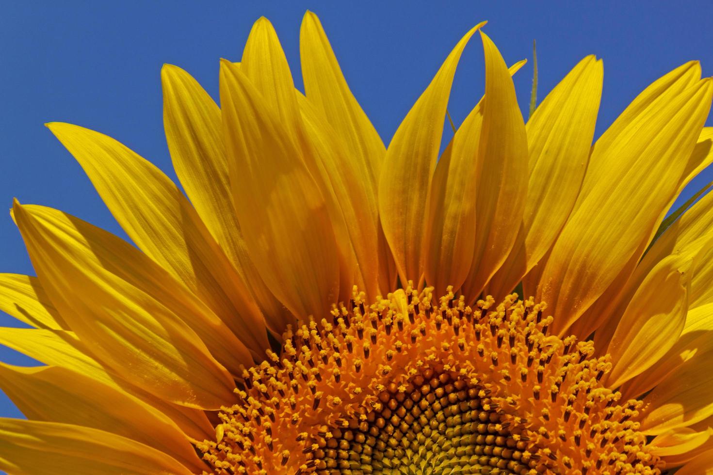 dichtbij omhoog van zonnebloem over- blauw lucht foto