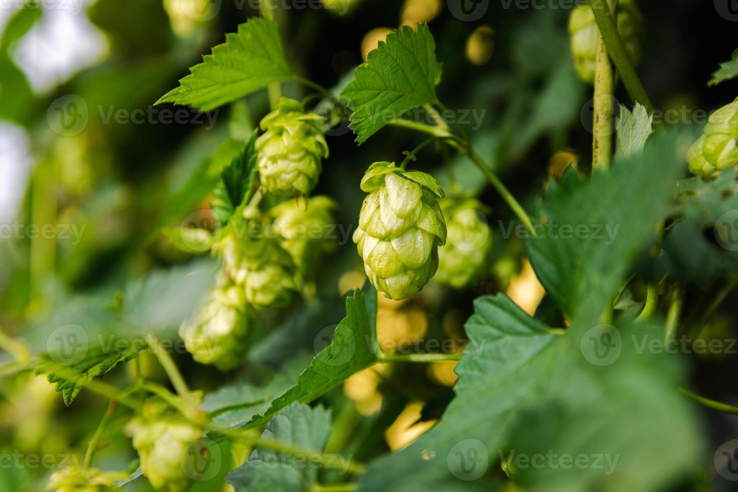 landbouw en landbouw concept. groen vers rijp biologisch hop kegels voor maken bier en brood, dichtbij omhoog. vers hop voor brouwen productie. hop fabriek groeit in tuin of boerderij. foto