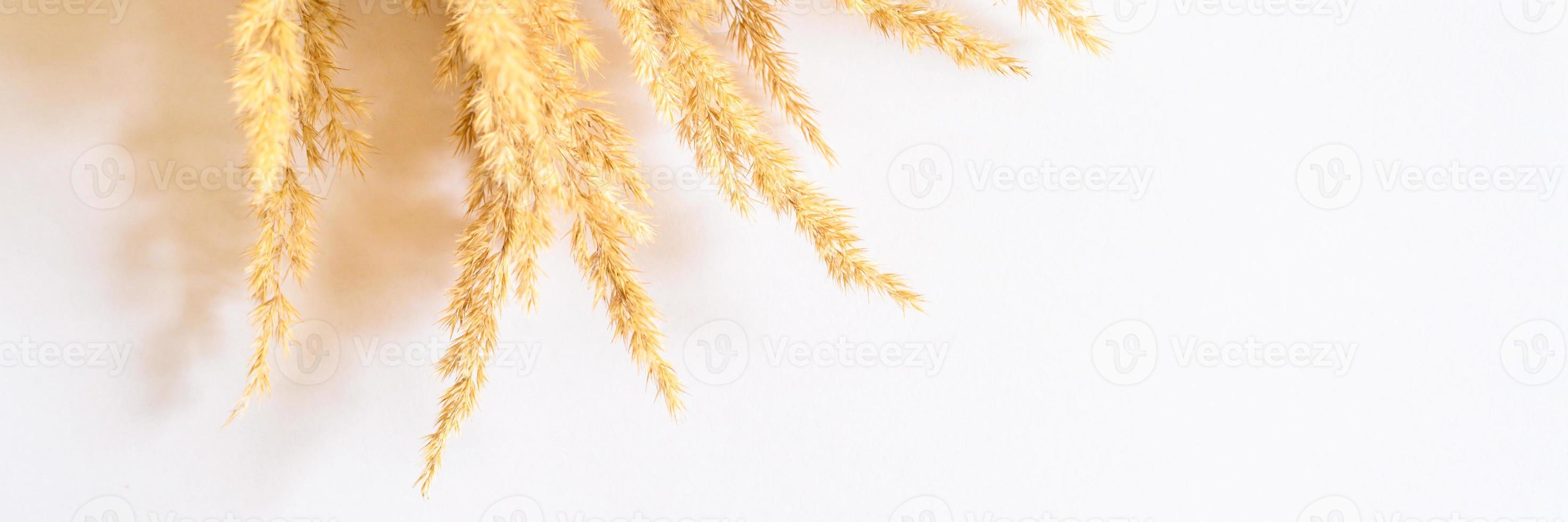 pampas gras geïsoleerd op een witte achtergrond foto