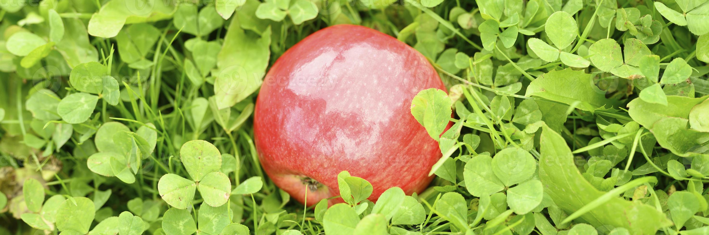 rode rijpe glanzende appel op het groene gras foto