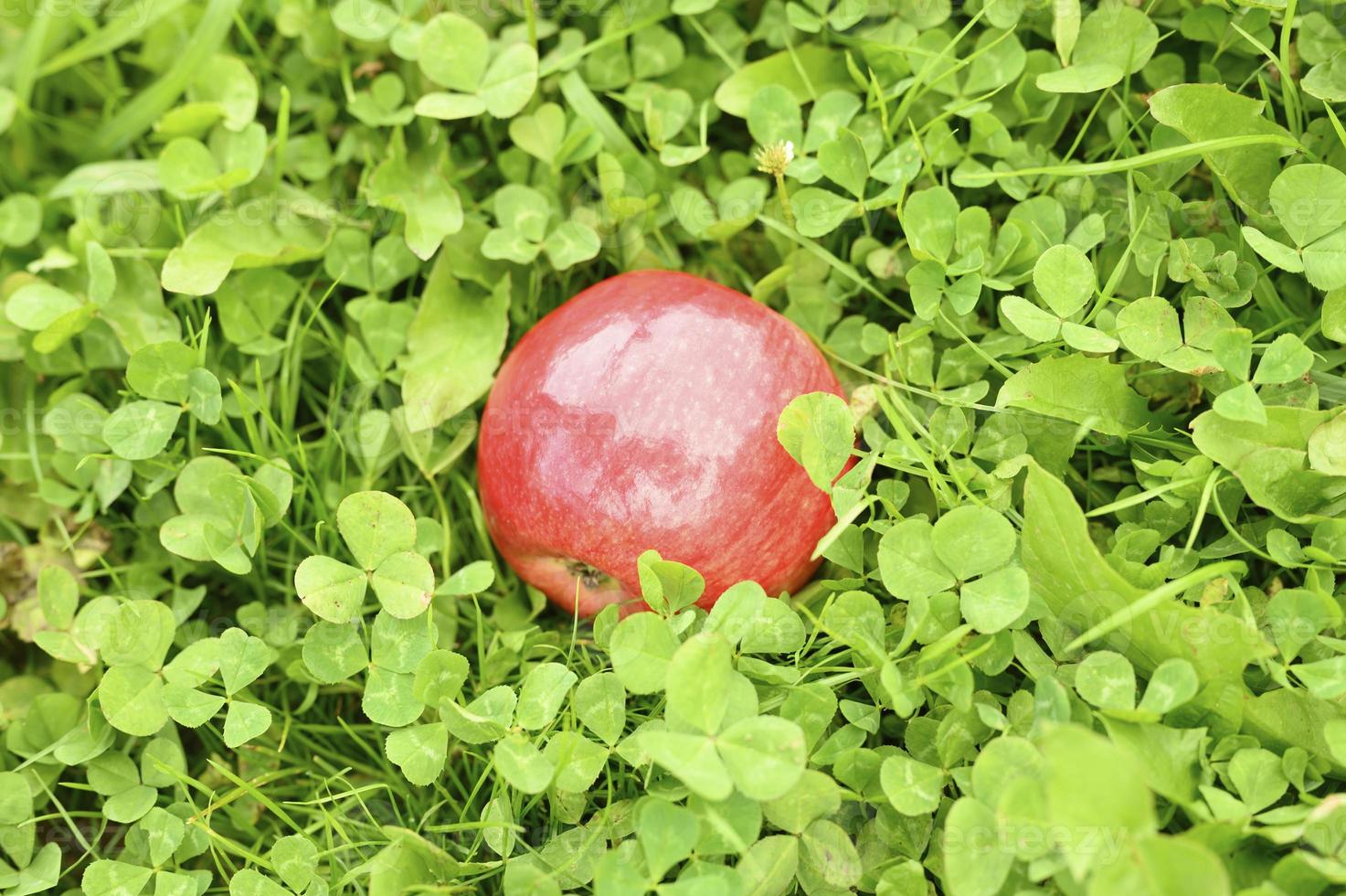 rode rijpe glanzende appel op het groene gras foto