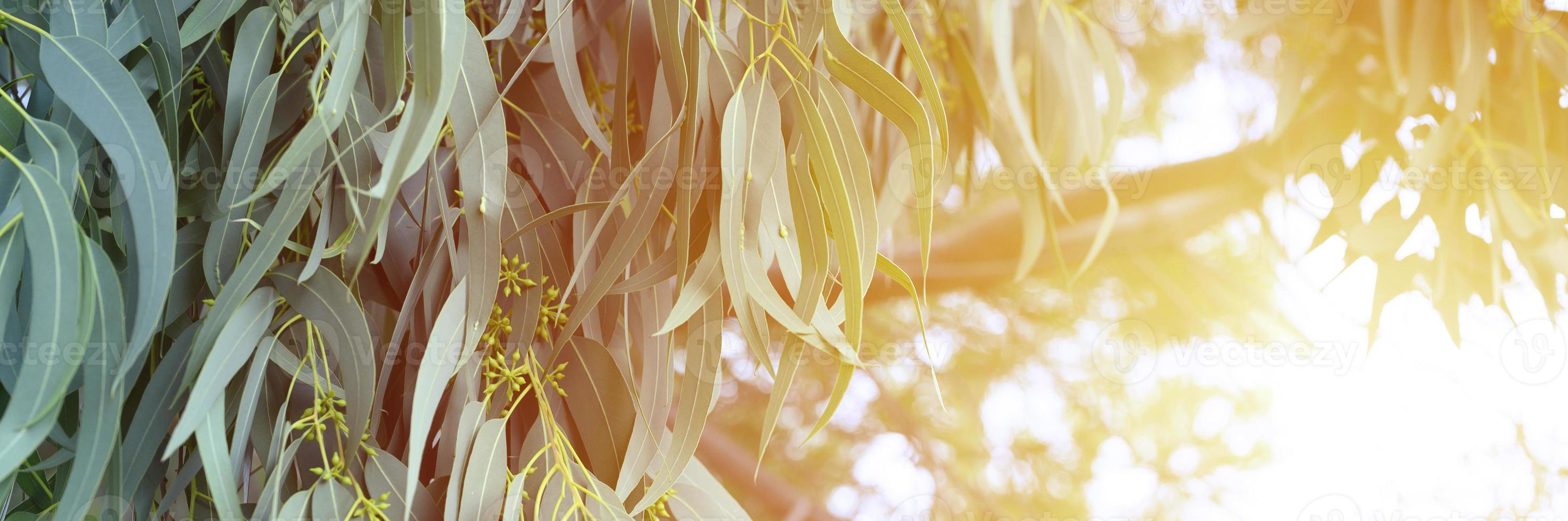 eucalyptusboom op natuur buiten achtergrond foto