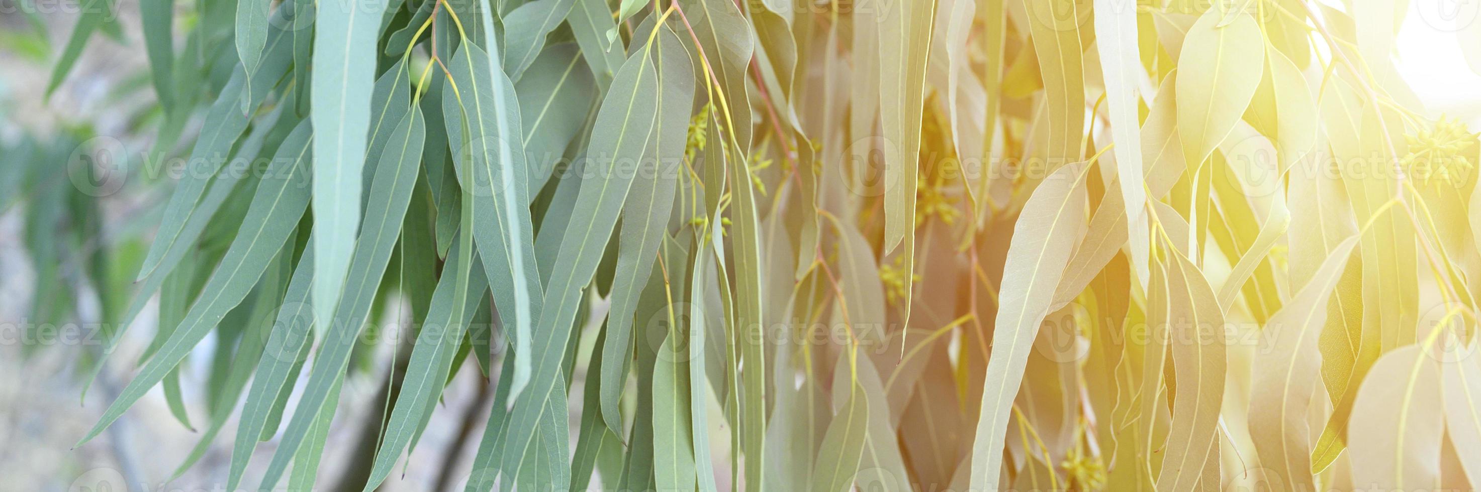 eucalyptusboom op natuur buiten achtergrond foto