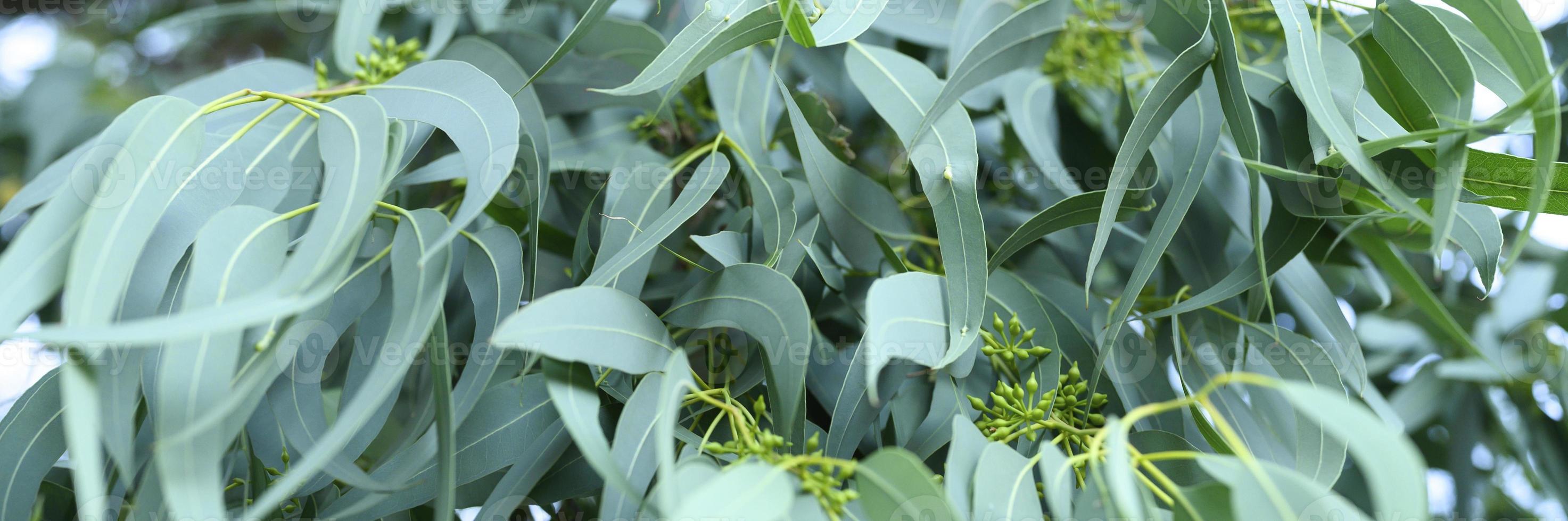 eucalyptusboom op natuur buiten achtergrond foto