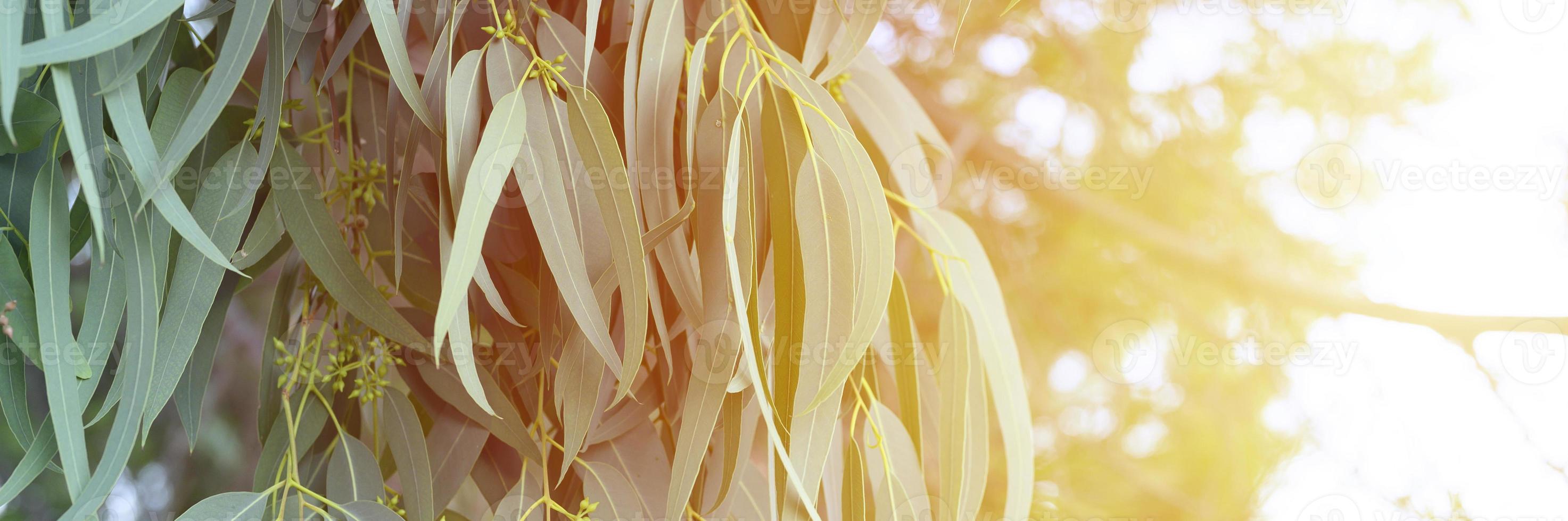 eucalyptusboom op natuur buiten achtergrond foto