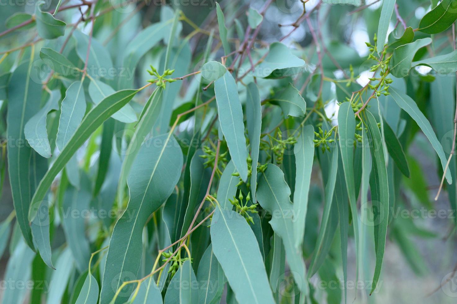 eucalyptusboom op natuur buiten achtergrond foto