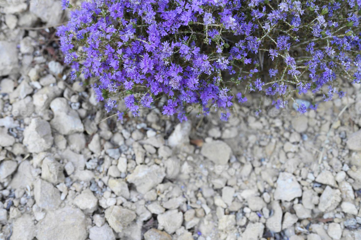 berg griekse wilde tijm struik bloeiende paarse bloemen tussen de stenen foto