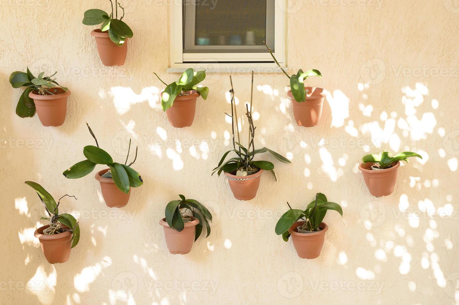 groene planten haemanthus in bloempotten bevestigd aan een beige betonnen muur foto