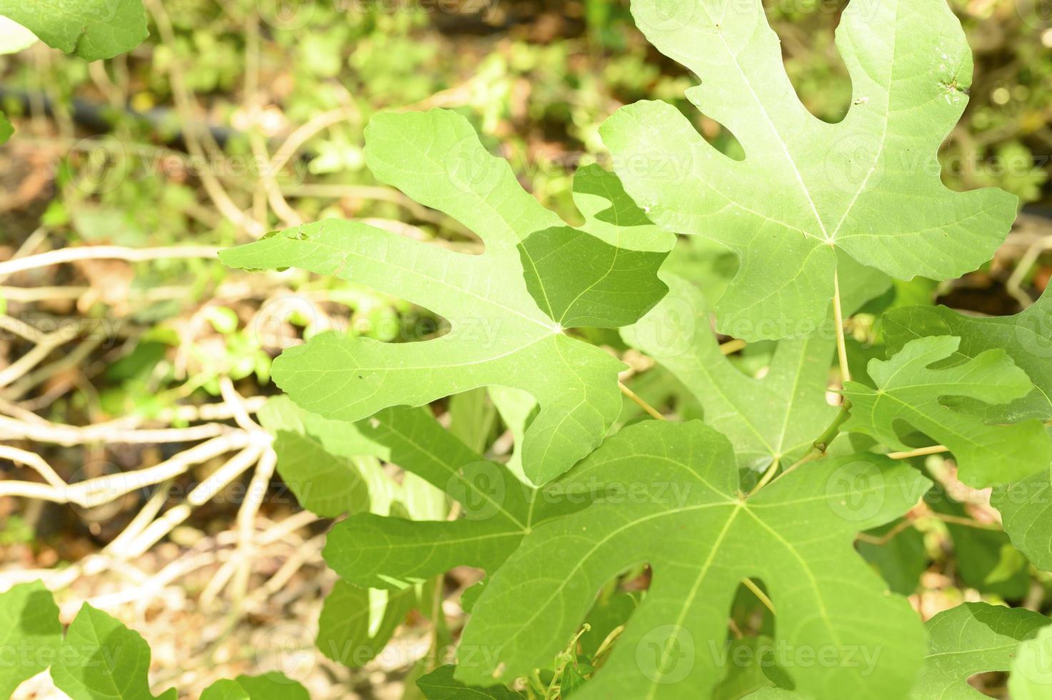 groene wilde vijgenbladeren in het regenwoud met zonnestralen foto