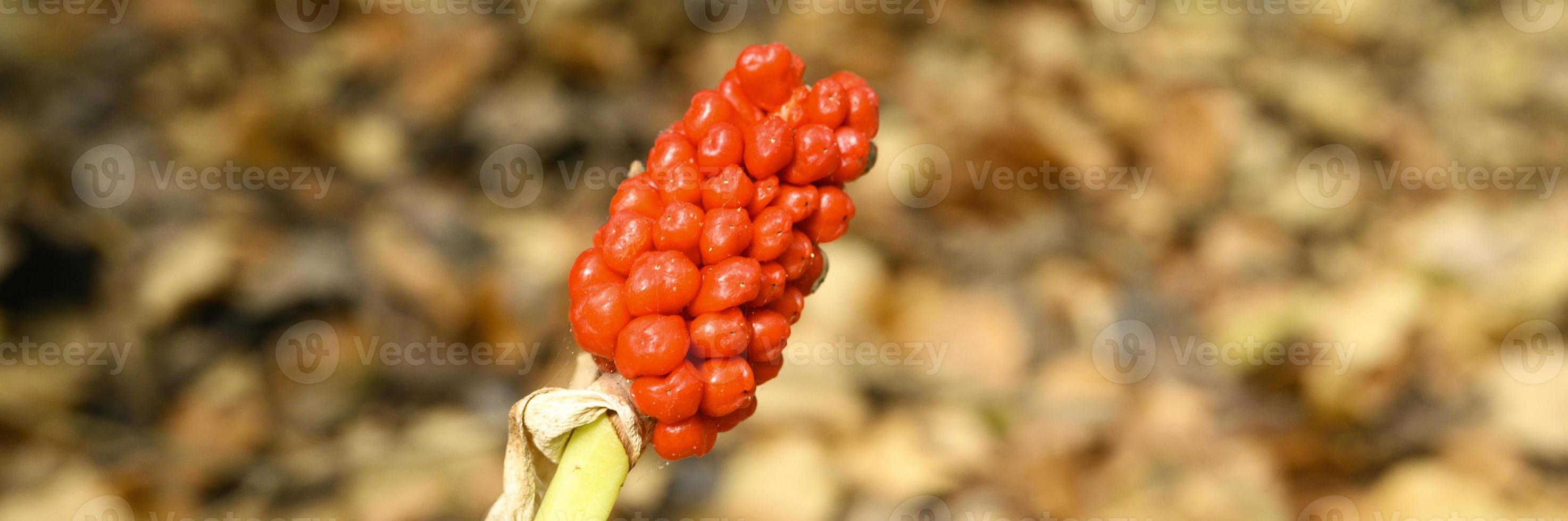 aronskelk plant met rijpe rode bessen in het bos foto