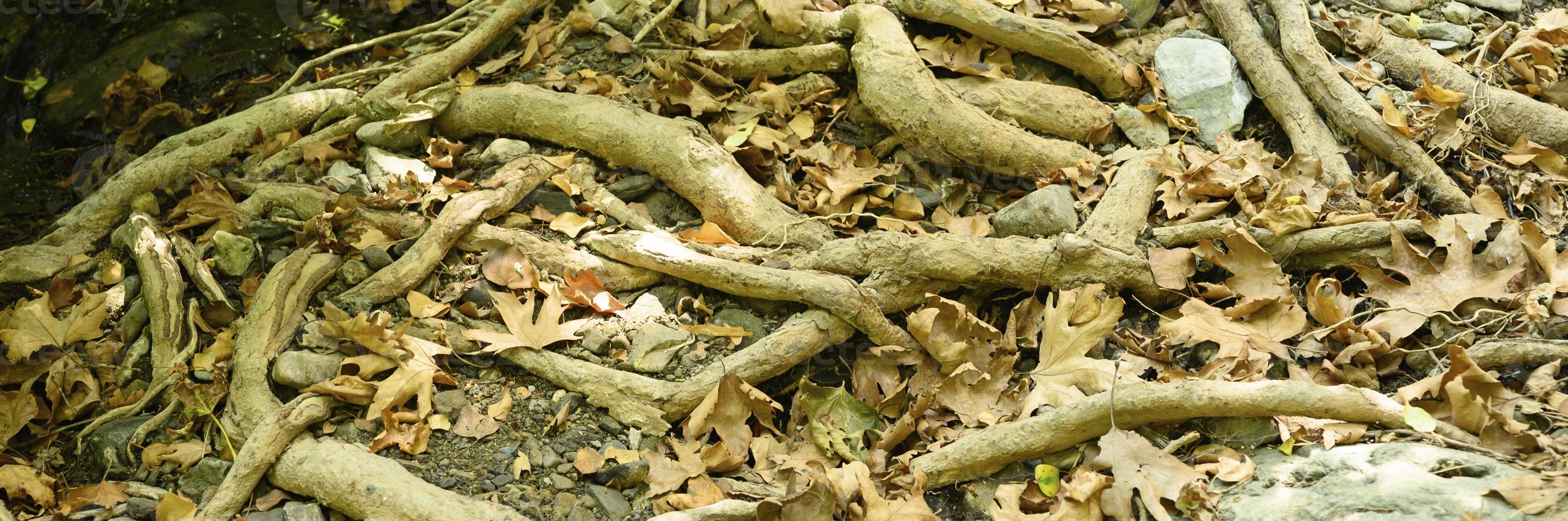 kale wortels van bomen die in de herfst uit de grond steken in rotswanden en gevallen bladeren foto