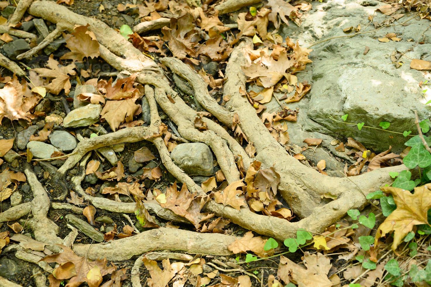 kale wortels van bomen die in de herfst uit de grond steken in rotswanden en gevallen bladeren foto