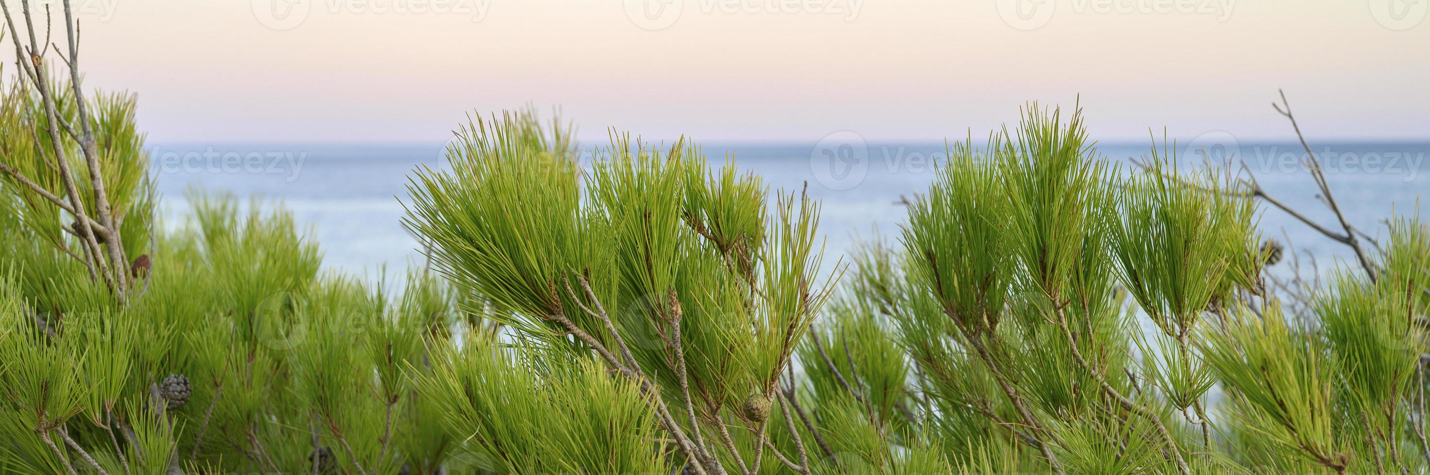 horizon van het zeegezicht in de schemering en wazige takken van een pijnboom foto