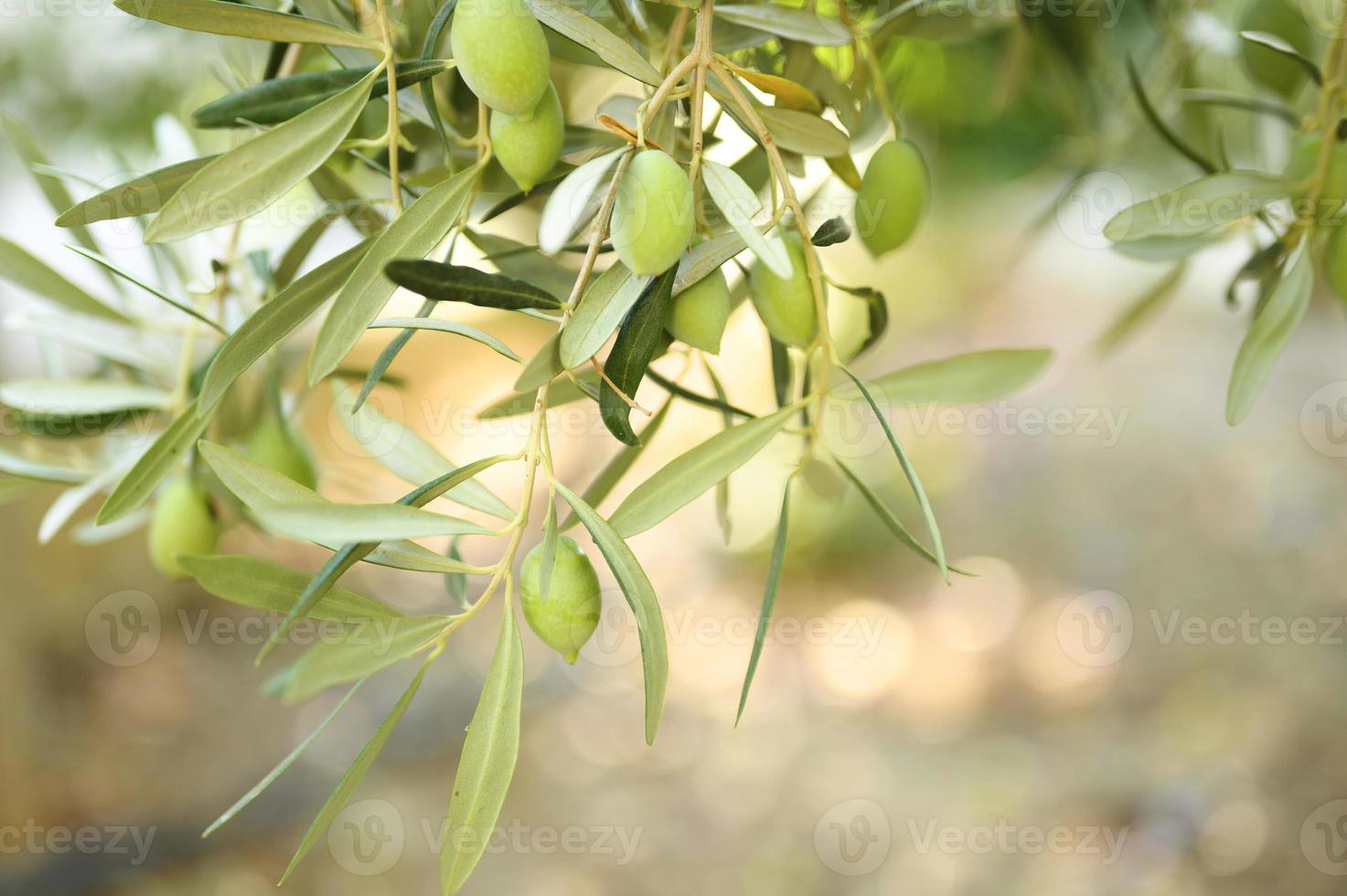 groene olijven groeien op een olijfboomtak in de tuin foto