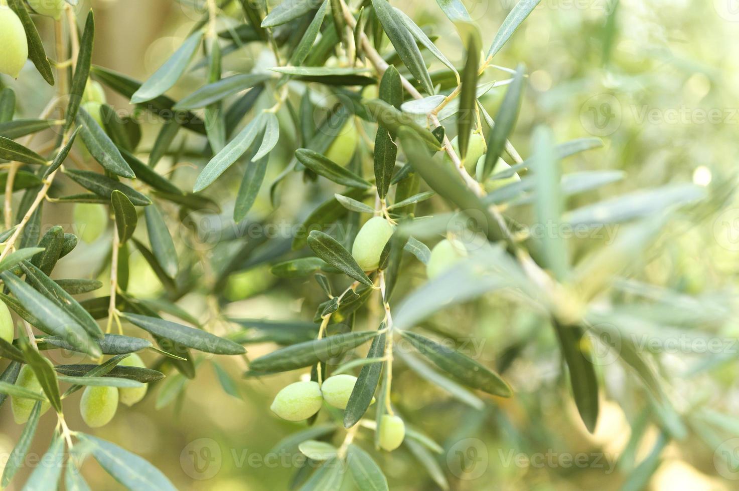 groene olijven groeien op een olijfboomtak in de tuin foto