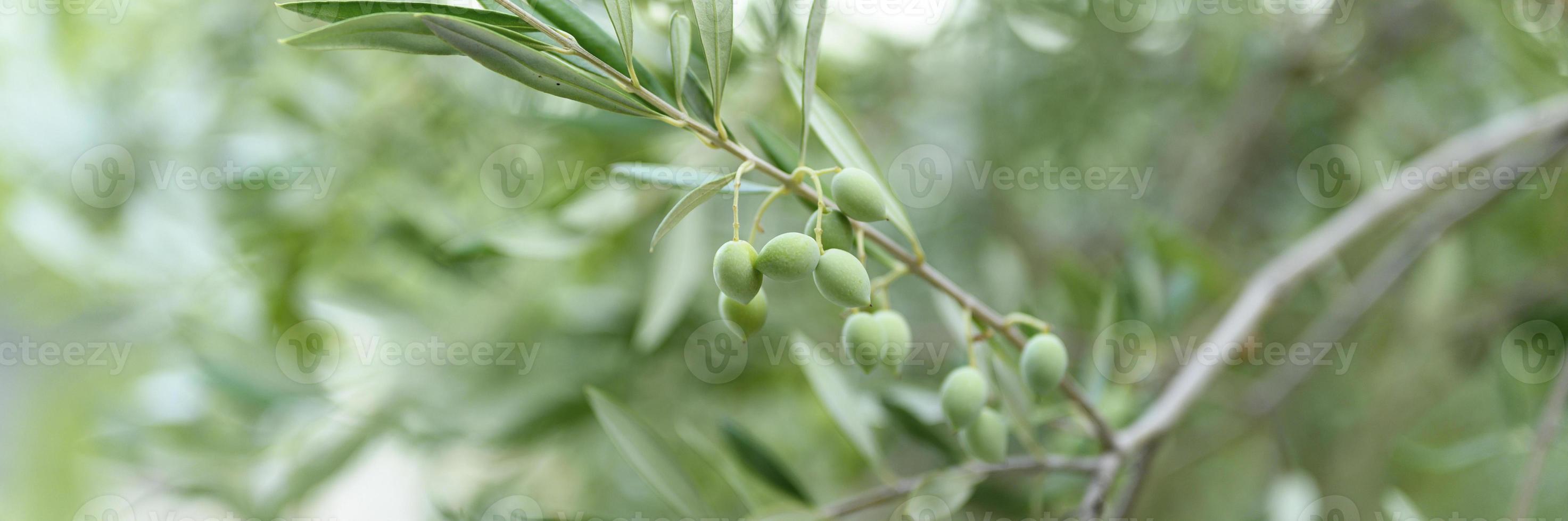 groene olijven groeien op een olijfboomtak in de tuin foto