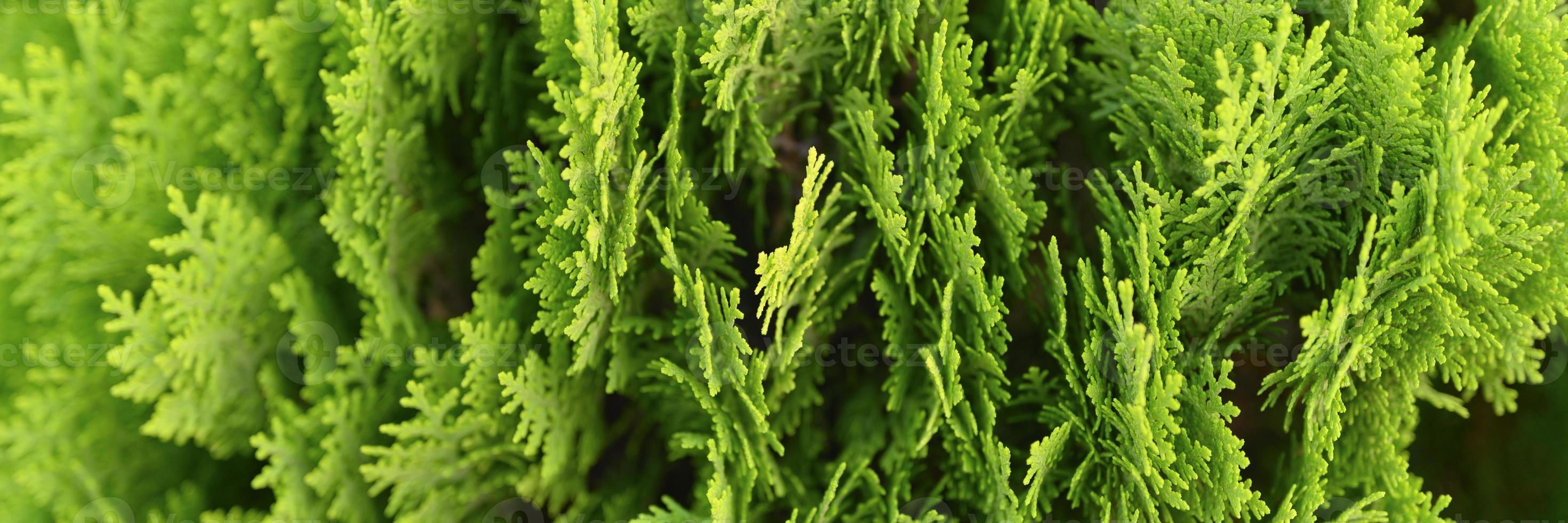 achtergrond van close-up mooie groene kerstbladeren van thuja bomen foto