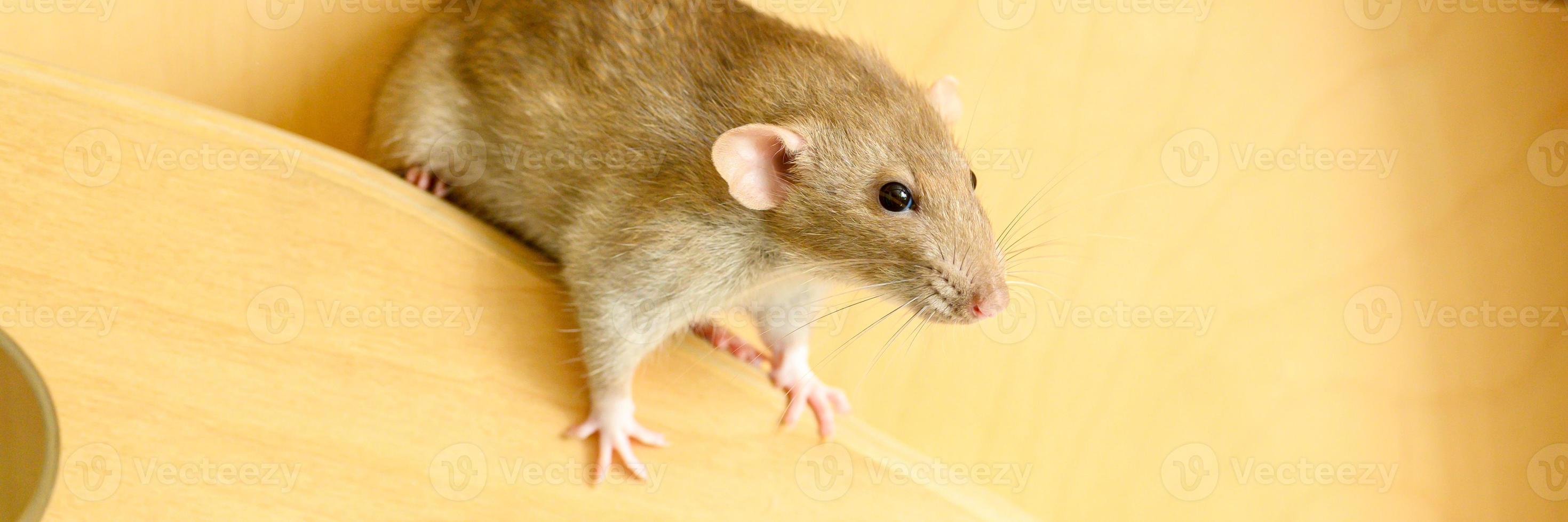 schattige huisdieren pluizige rat met bruin beige bont op een witte achtergrond foto