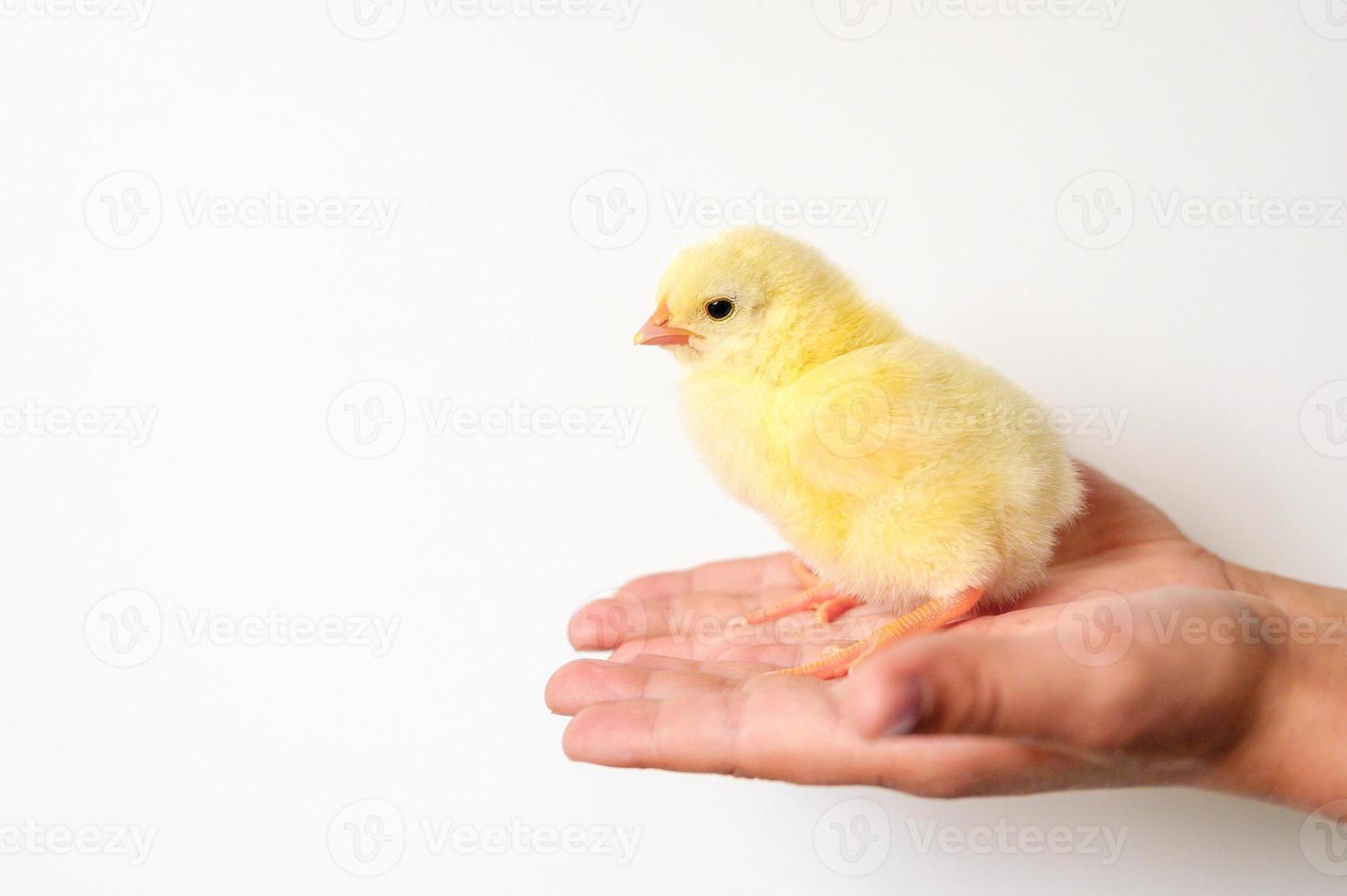 schattige kleine kleine pasgeboren gele baby kuiken in de hand van het kind op witte achtergrond foto