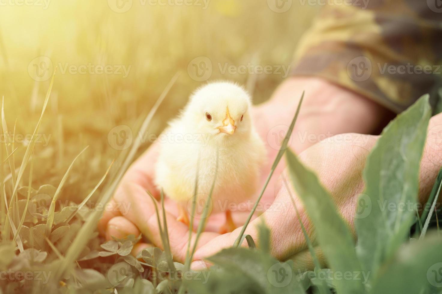 schattige kleine kleine pasgeboren gele baby kuiken in mannelijke handen van boer op groen gras achtergrond foto