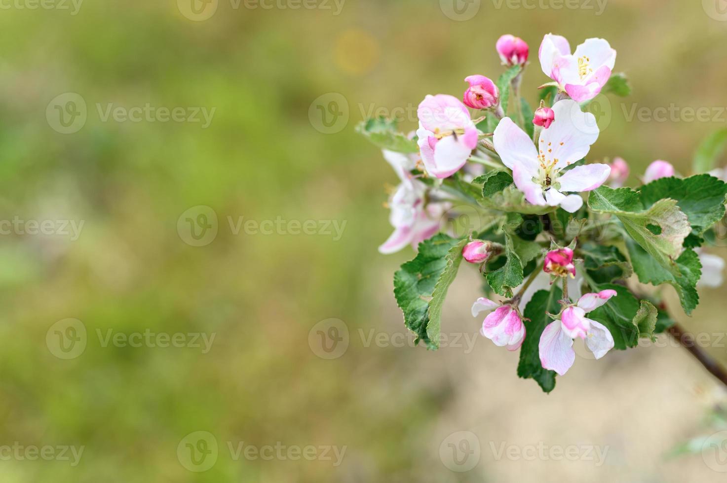 appel roze bloesem bloemen foto