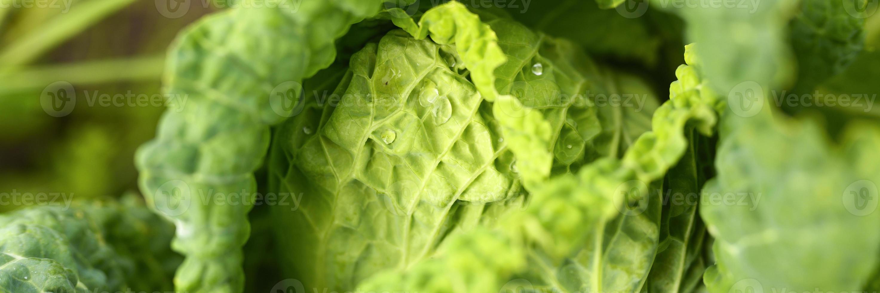 hoofd van verse eerlijke witte kool die in de tuin groeit foto