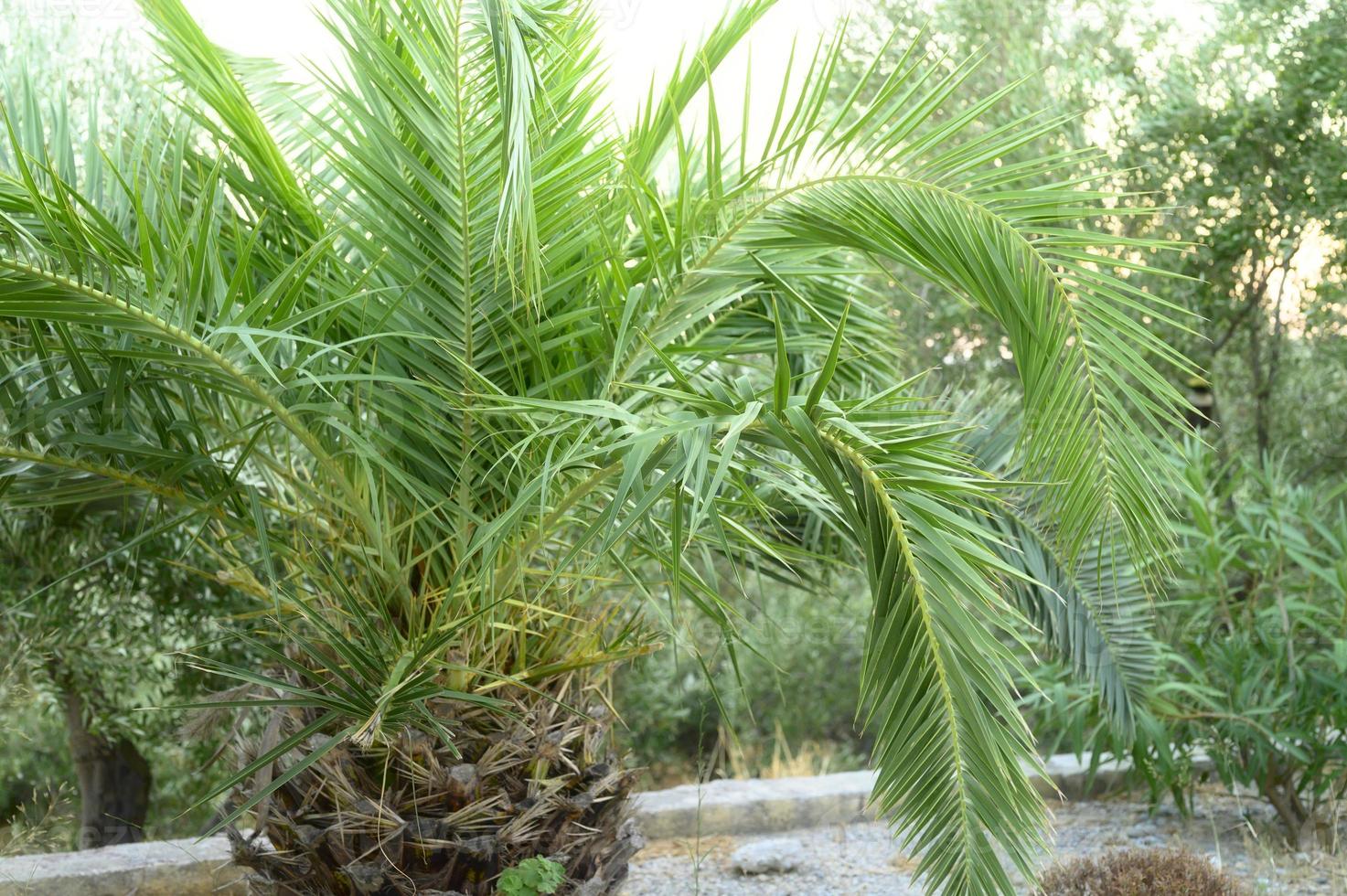 kleine palmboom in de tuin aan zee foto