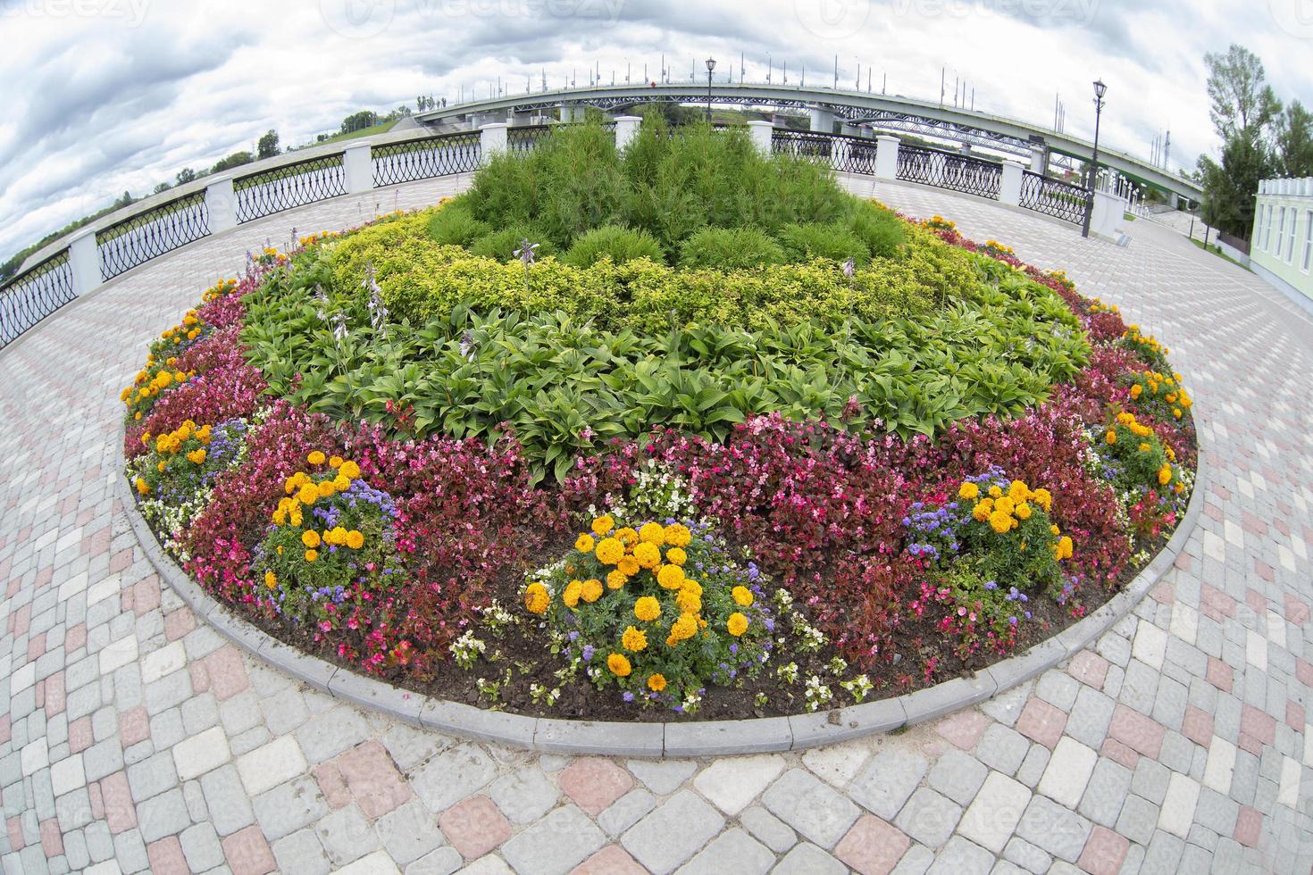 ronde bloem bed in de stad. bloemen Aan de asfalt achtergrond. landschapsarchitectuur van de straat. foto