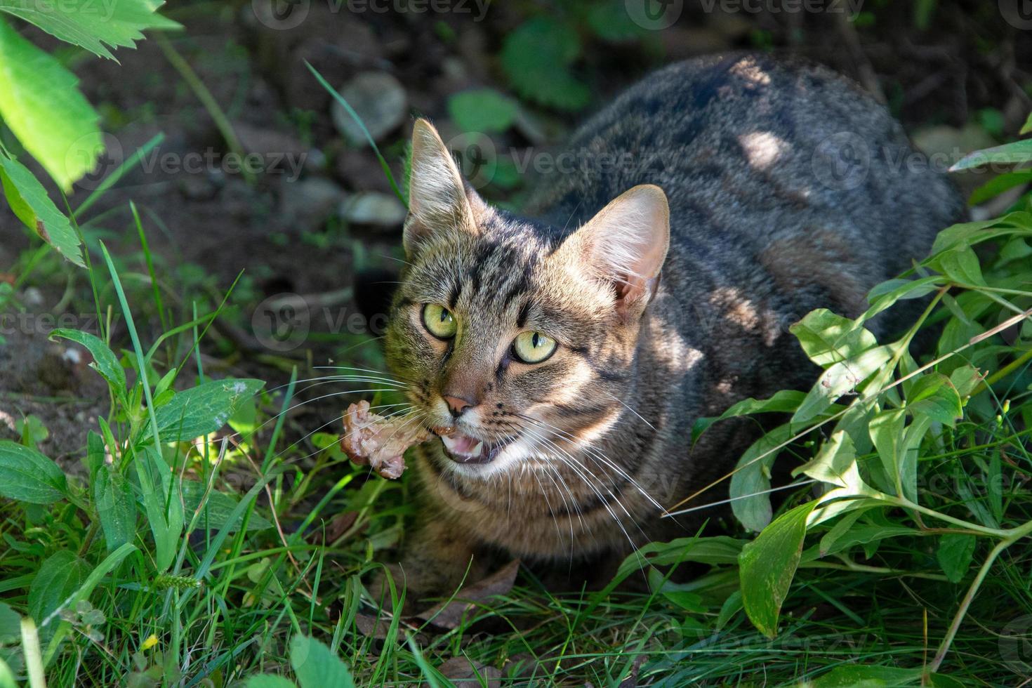 wild kat met prooi. straat kat in de gras met een bot. foto