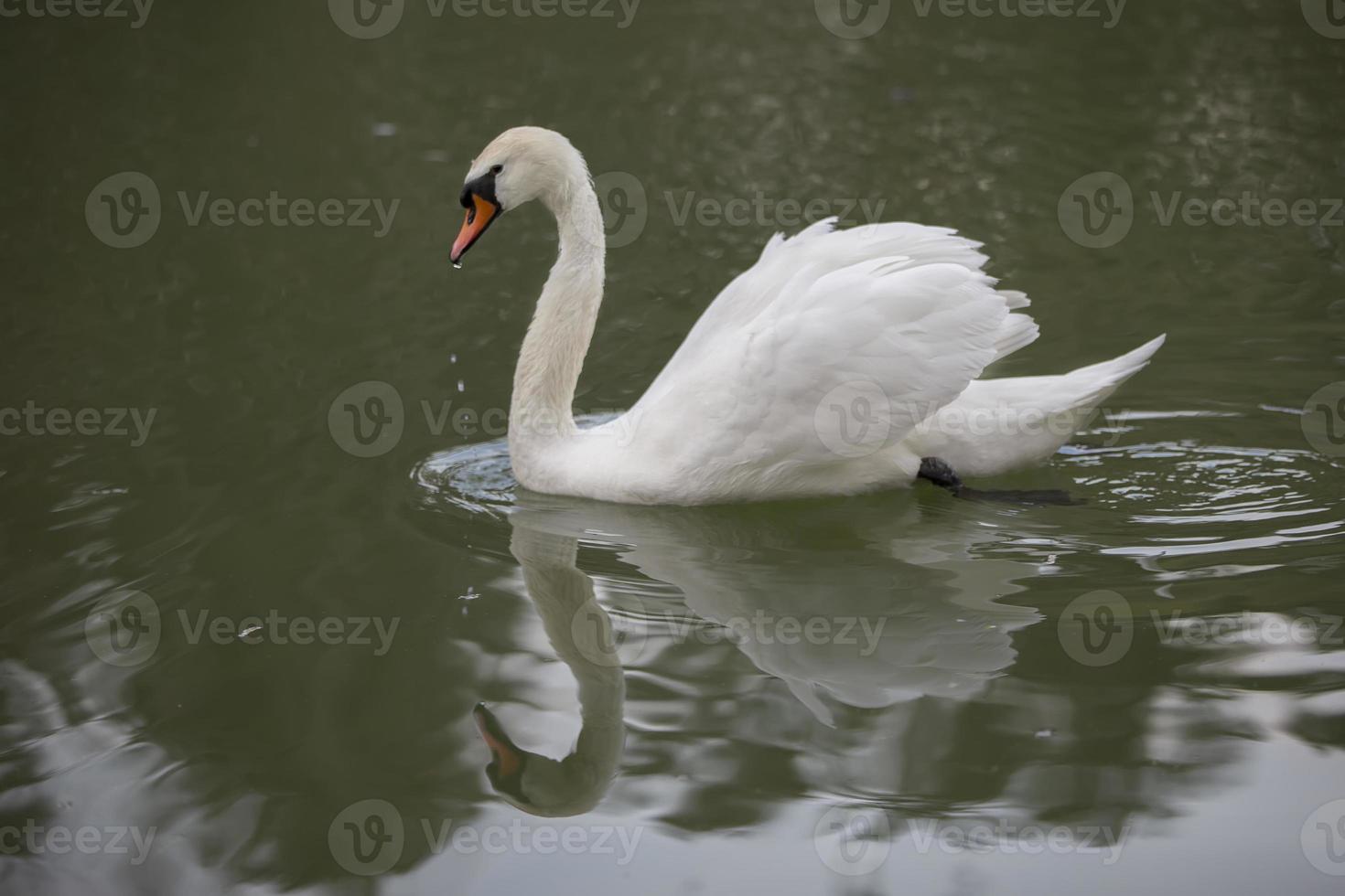 wit zwaan in de wild. een mooi zwaan zwemt in de meer. foto