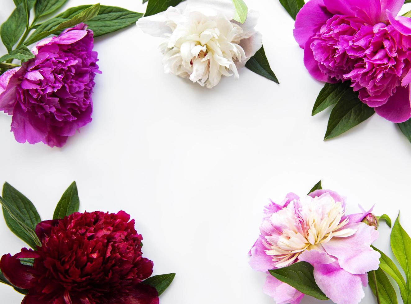 peony bloemen op een witte achtergrond foto