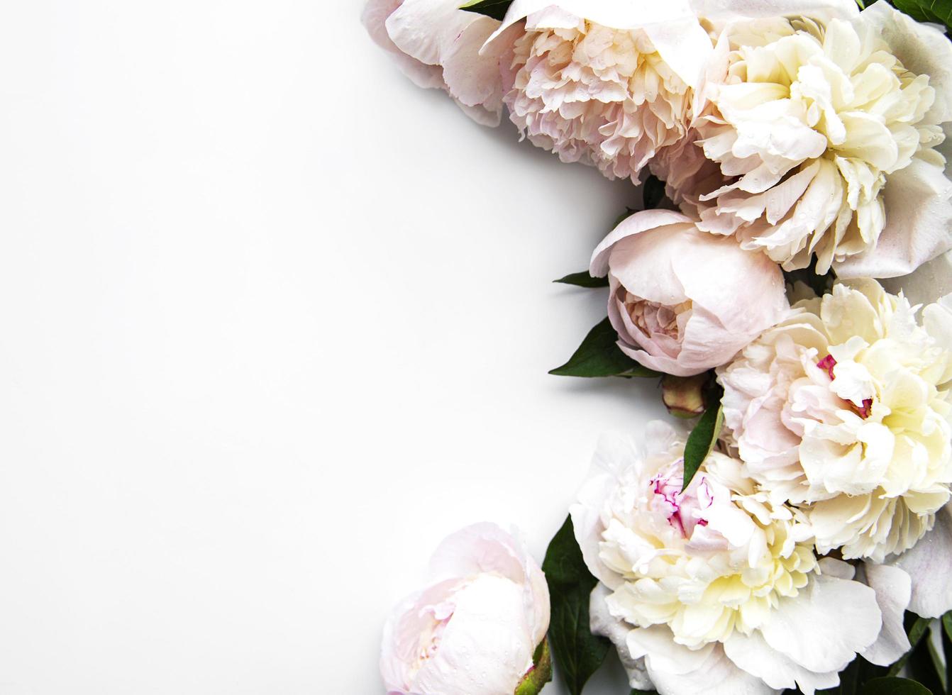 peony bloemen op een witte achtergrond foto