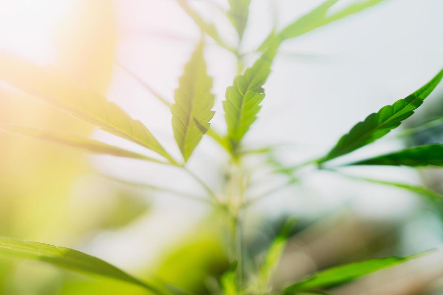 hennep blad met zonneschijn achtergrond foto