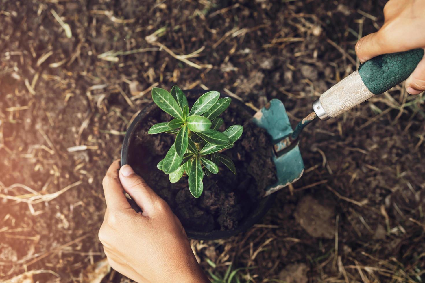 aanplant boom in tuin. concept opslaan wereld groen aarde foto