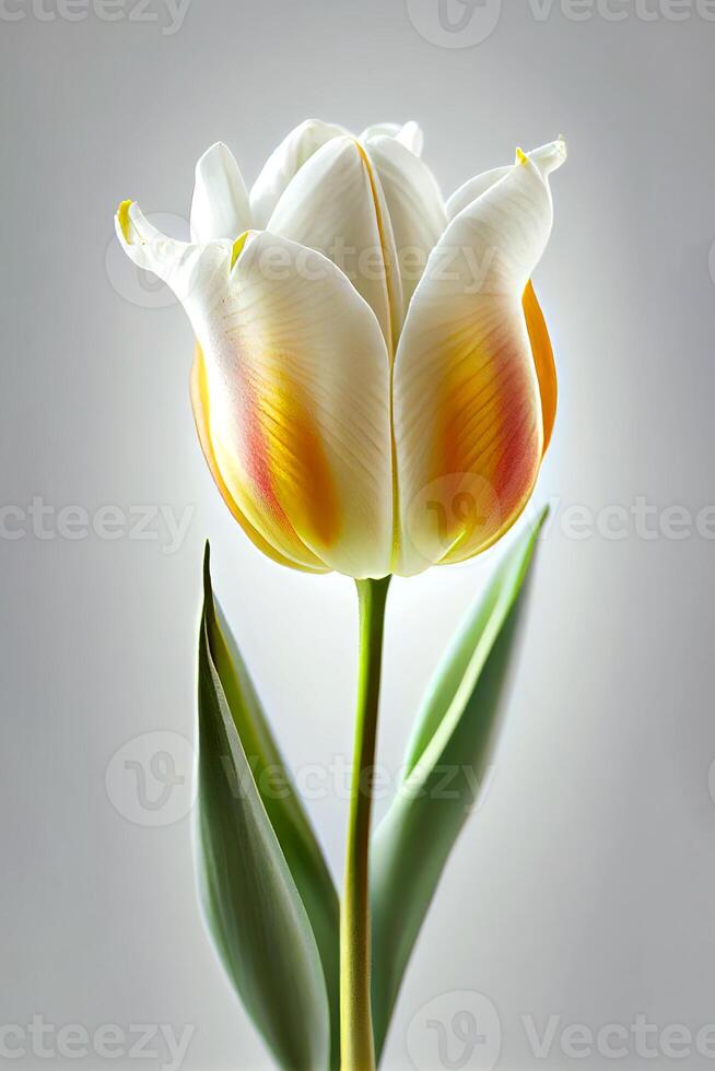 verticaal beeld van een tulp bloem geïsoleerd Aan wit achtergrond. moeder dag. vrouw dag. generatief ai. foto