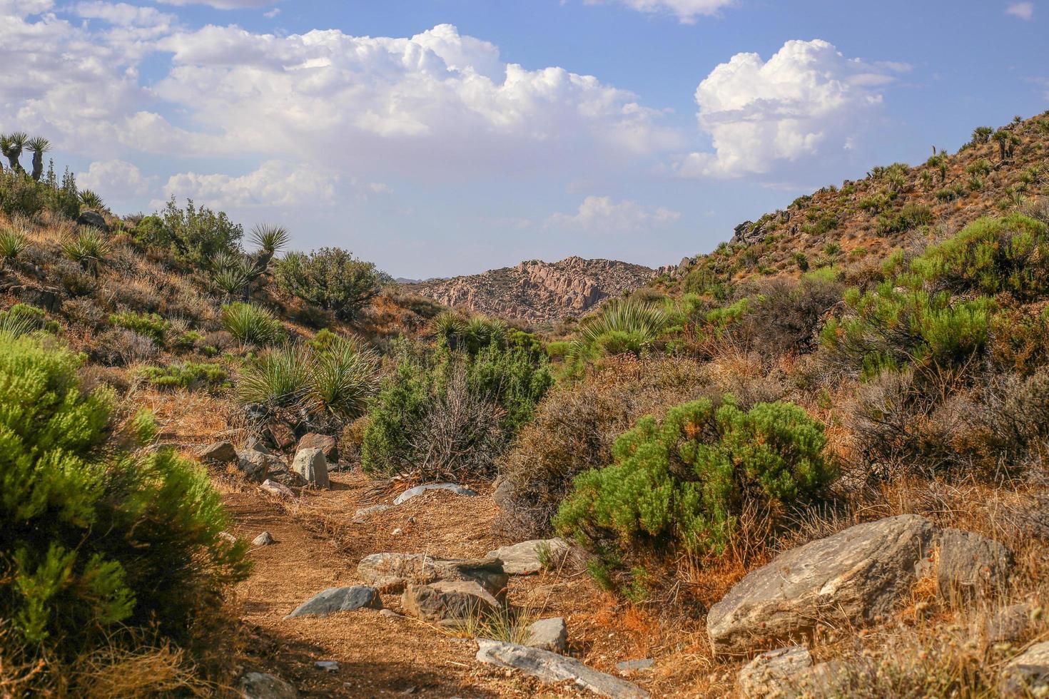 Joshua Tree National Park foto