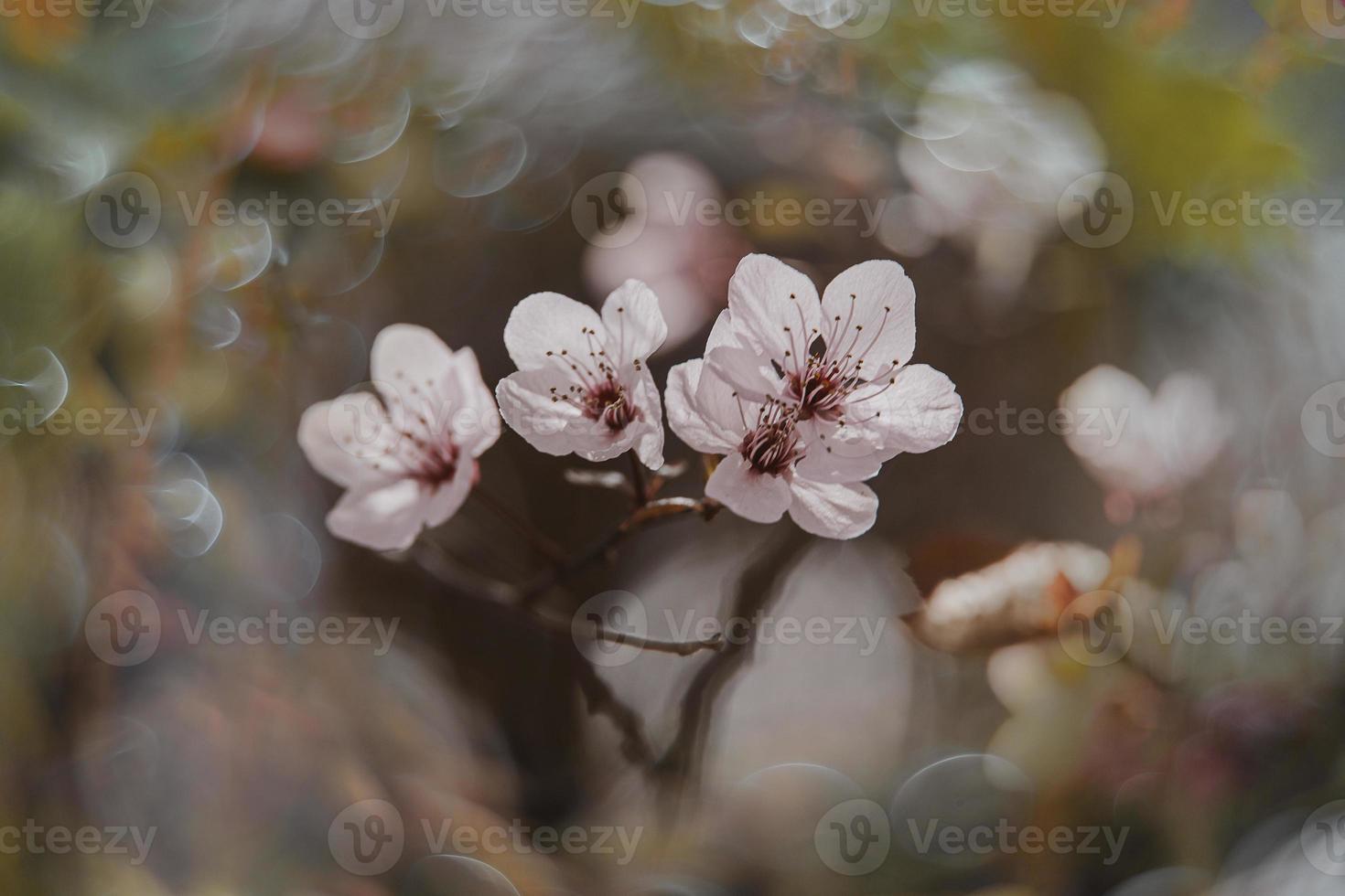 roze bloemen Aan een kers boom in voorjaar in de warm stralen van de zon foto