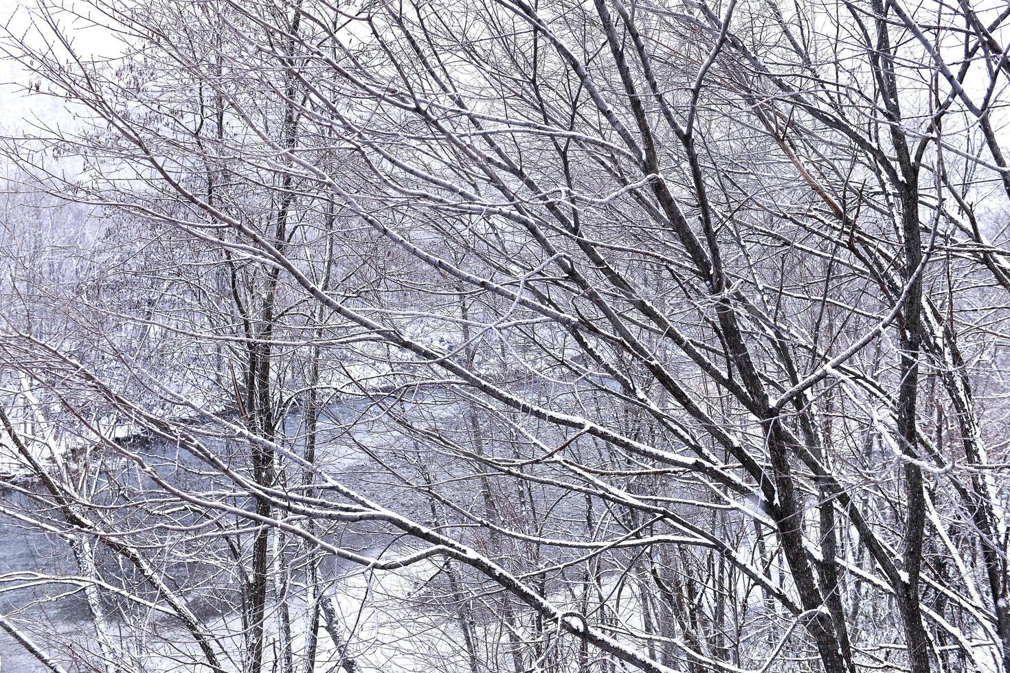 boom gedekt met sneeuw in winter foto