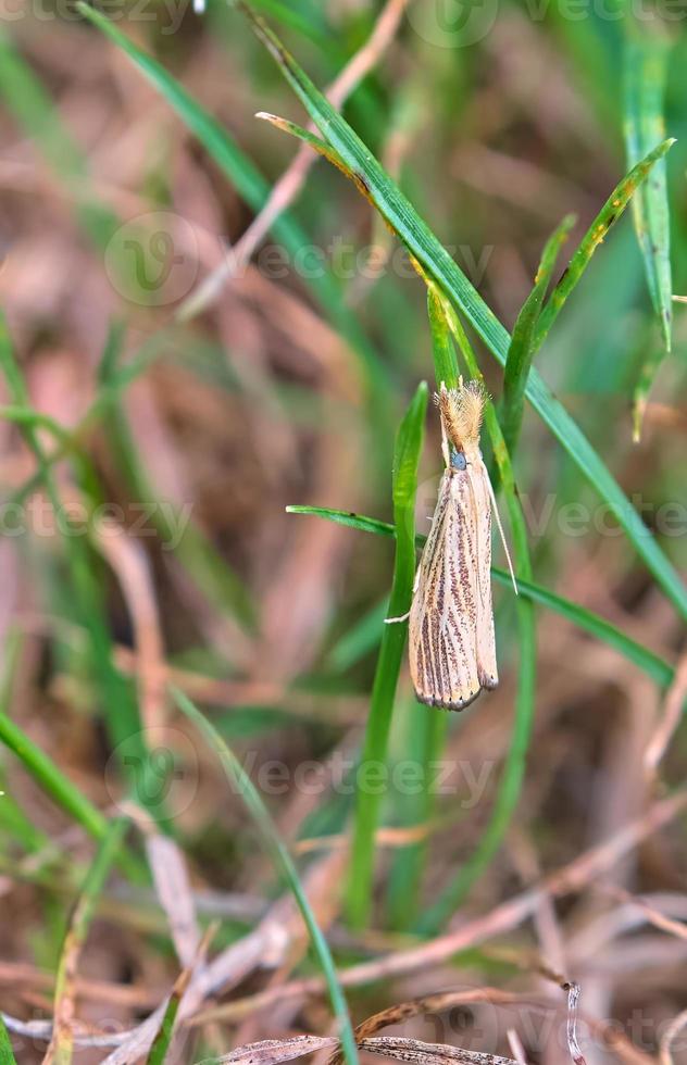 gras fineer- mot blijft hangen van een blad van gras foto