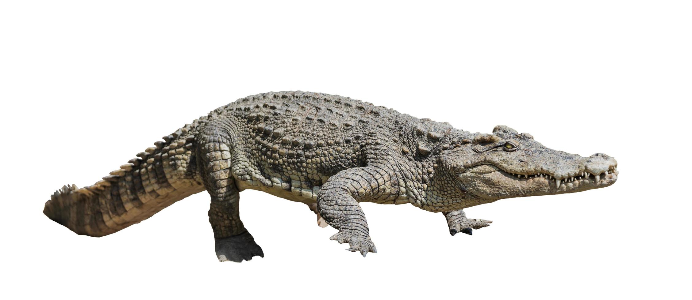 krokodil isoleren Aan wit achtergrond foto