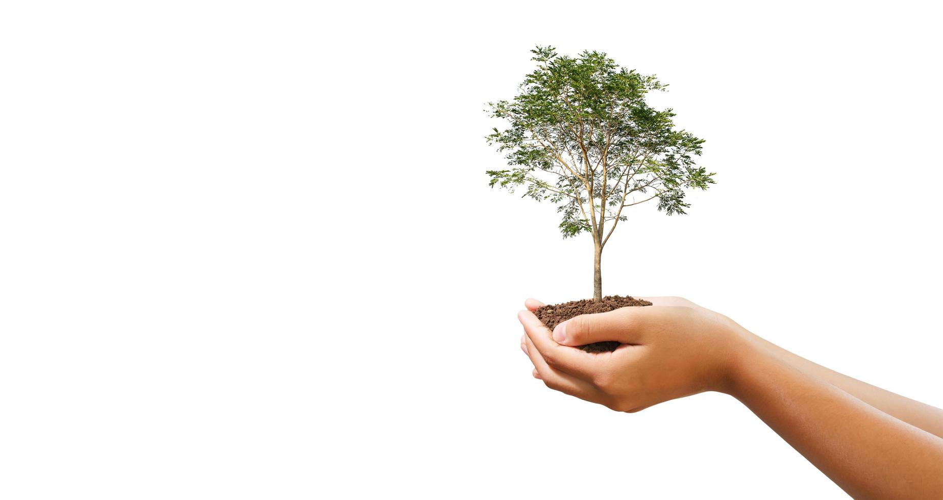 hand- vasthouden groot boom groeit Aan wit achtergrond. eco aarde dag concept foto
