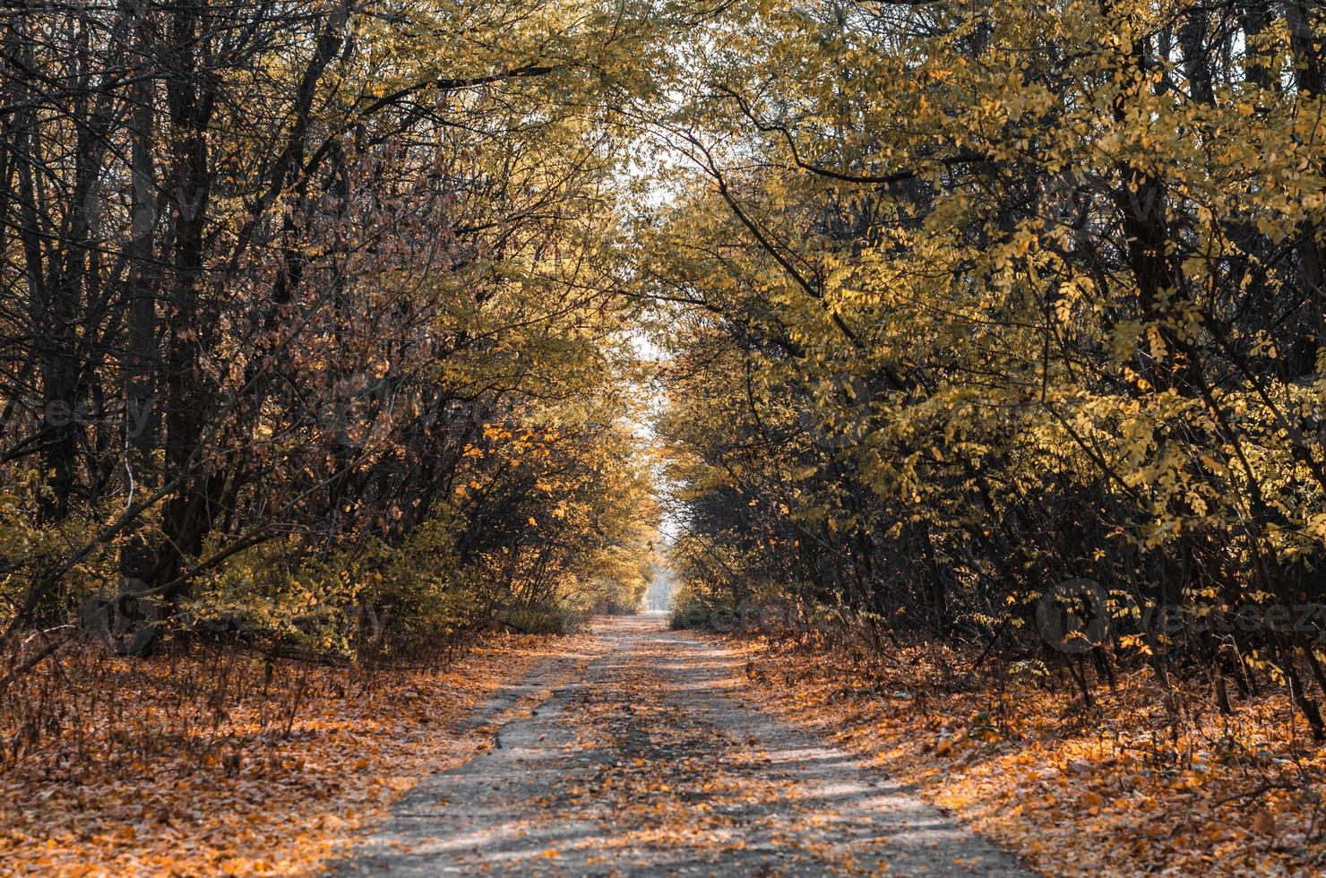 weg met herfstbladeren erop foto