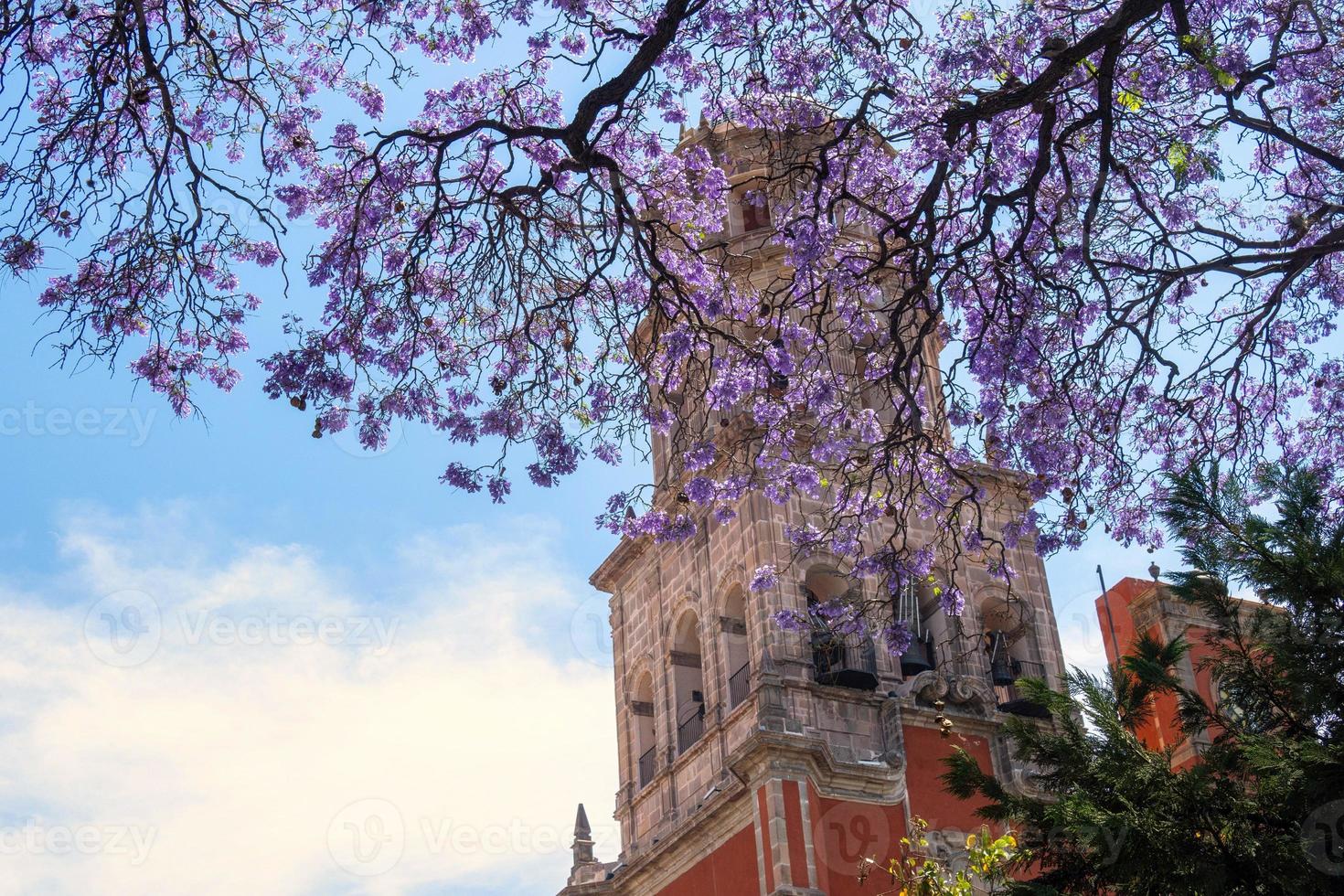 jacaranda boom achtergrond de tempel van san francisco de asis in queretaro Mexico foto