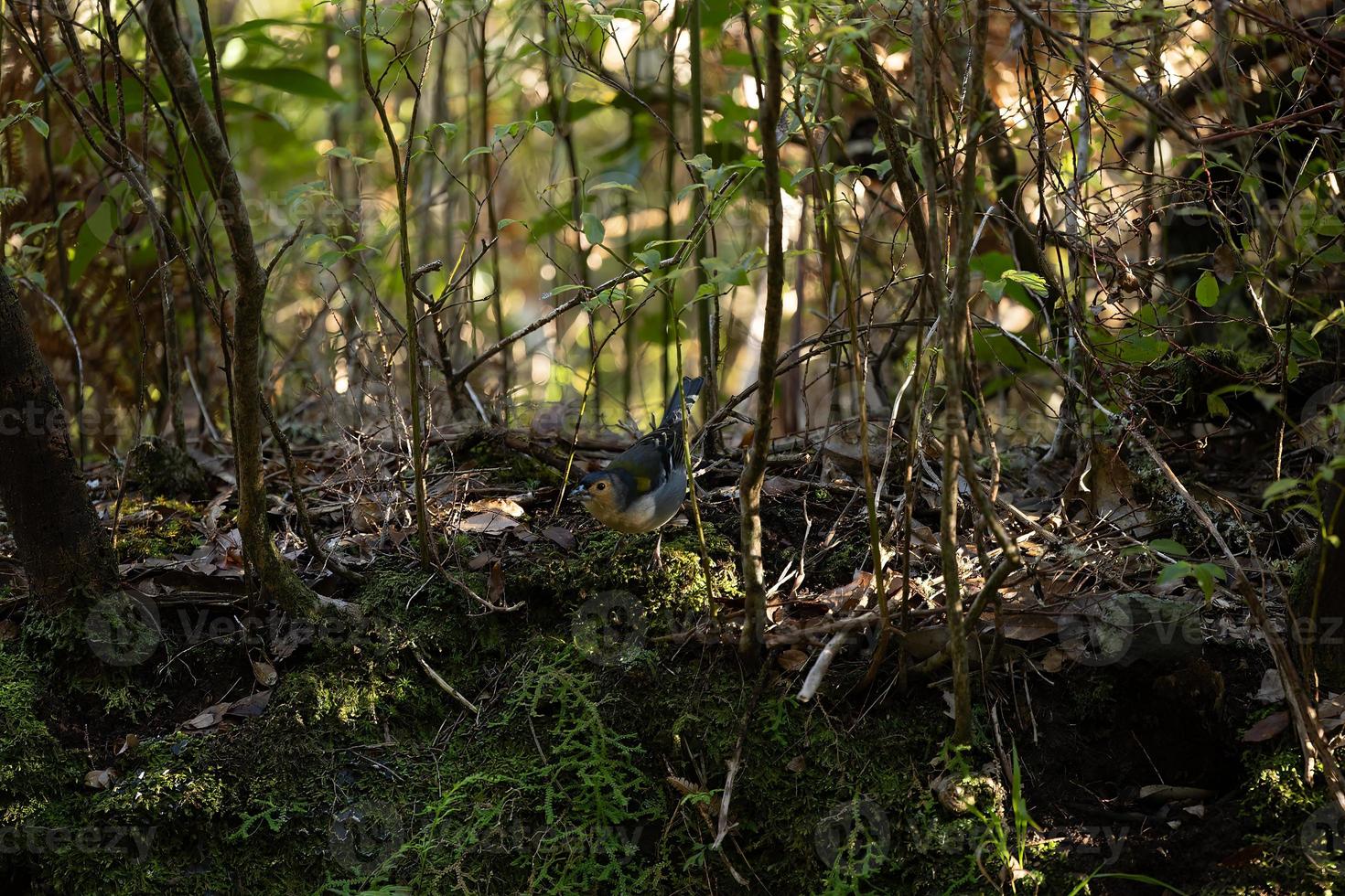 gemeenschappelijk vink fringilla coelebs in natuurlijk milieu foto